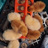 PromiseChicks