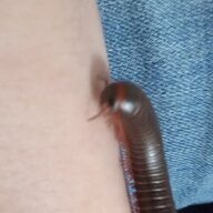 littlerat