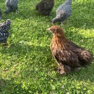 HillsideChickie