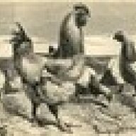 Hankow Fowl