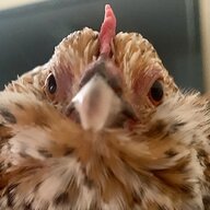AxelLovesChickens