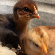 saras_chickies