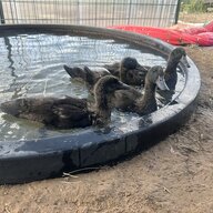 DarklingDucks