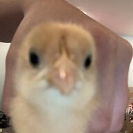 CluckstersAndChip