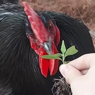 justachickengirl