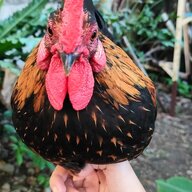 Beloved_Chicken