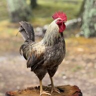 urlocalcrazychickenlady