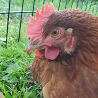 PurpleChicken99