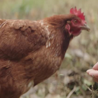 chickenbreederinchina