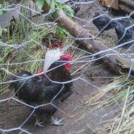 chicken dinner