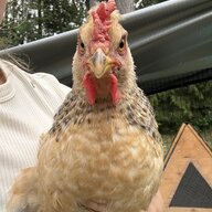 Chicken_named_Sue
