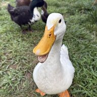 Quackingham Palace