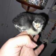 Fowl Play Coop