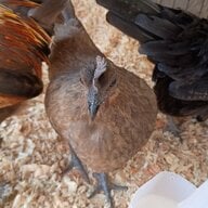 WimberlyRoost