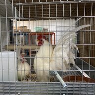 Ruffled Feathers Studio