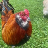 AmeraucanaLover 2011