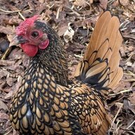 Henopause in Lewisburg