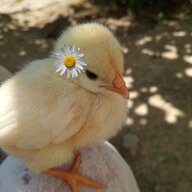 IncubationEggsChickens