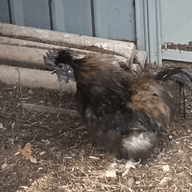 ANGRY ROOSTER BOOSTER