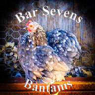 BarSevensBantams