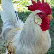 avacodowiththechickens