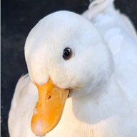 DuckyMomOf6
