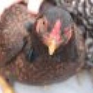 chikinmama