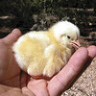 Hardy Hen