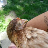 SilkieChickenLover336