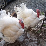 ProgressiveHomemaker