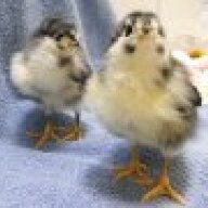 PreciousChicks