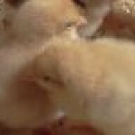 Chickeninthemeadow