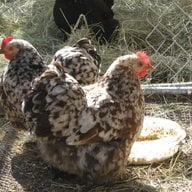 georgiagail