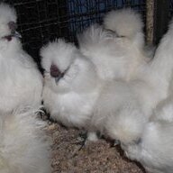 outback birds2