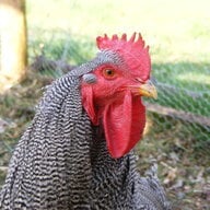 luv dem chicks