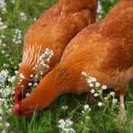 BC Chickens