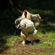 turrbrahma