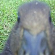 DuckiesAndBees