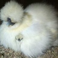 That_Chick