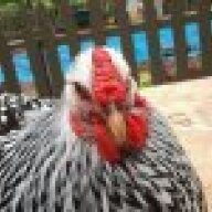 MWchickens