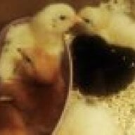 chickenlady4321