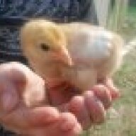 chick on a stick