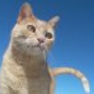 robinwiththechickens