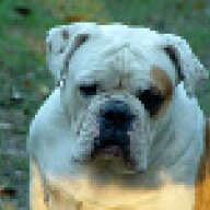 DEVILDOG