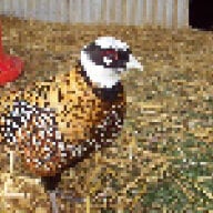reddchick07