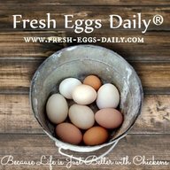 fresheggsdaily