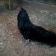 Sumatraqueen