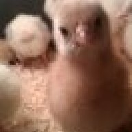 citychickenfarm