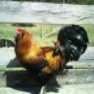 traybo
