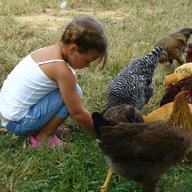 Hawk&Hens